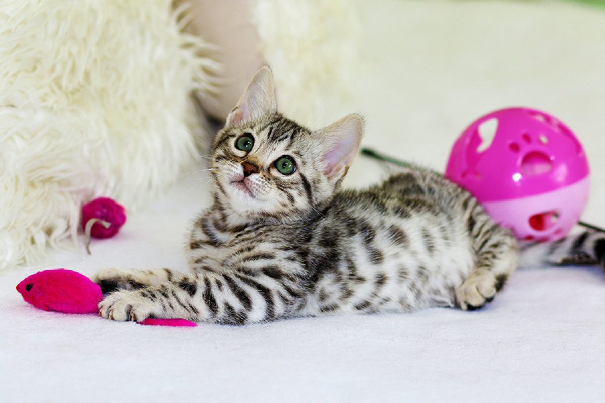 cat and toy